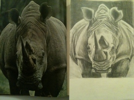 I drew a rhinoceros!